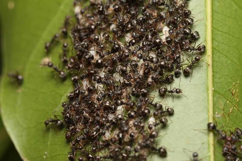 琉璃蟻危害加劇 高市農業局呼籲全民總動員防治 78a560a83a2c8d6ec8ffb2a0d2c1c80e