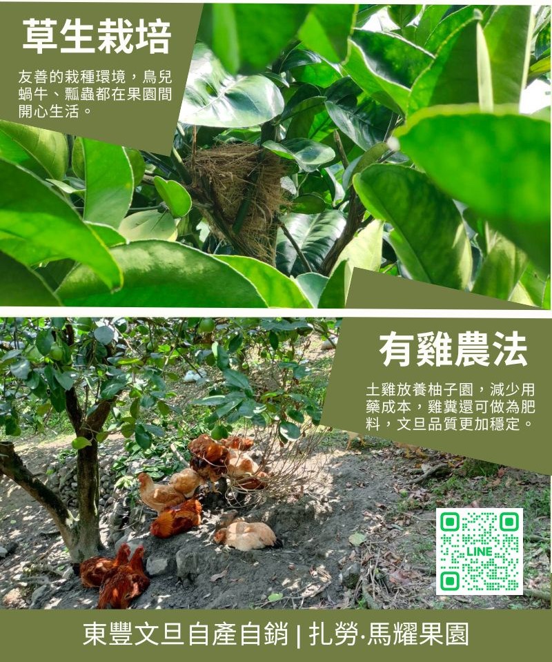 草生栽培有雞農法