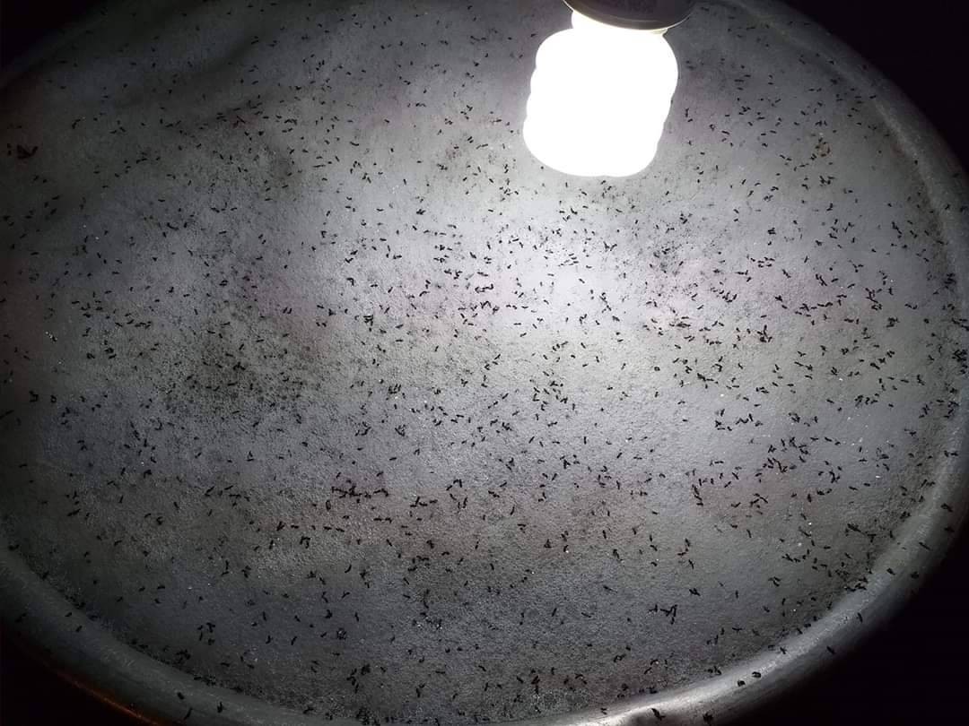 962f4d967e38981f5457dd8d3003a62f