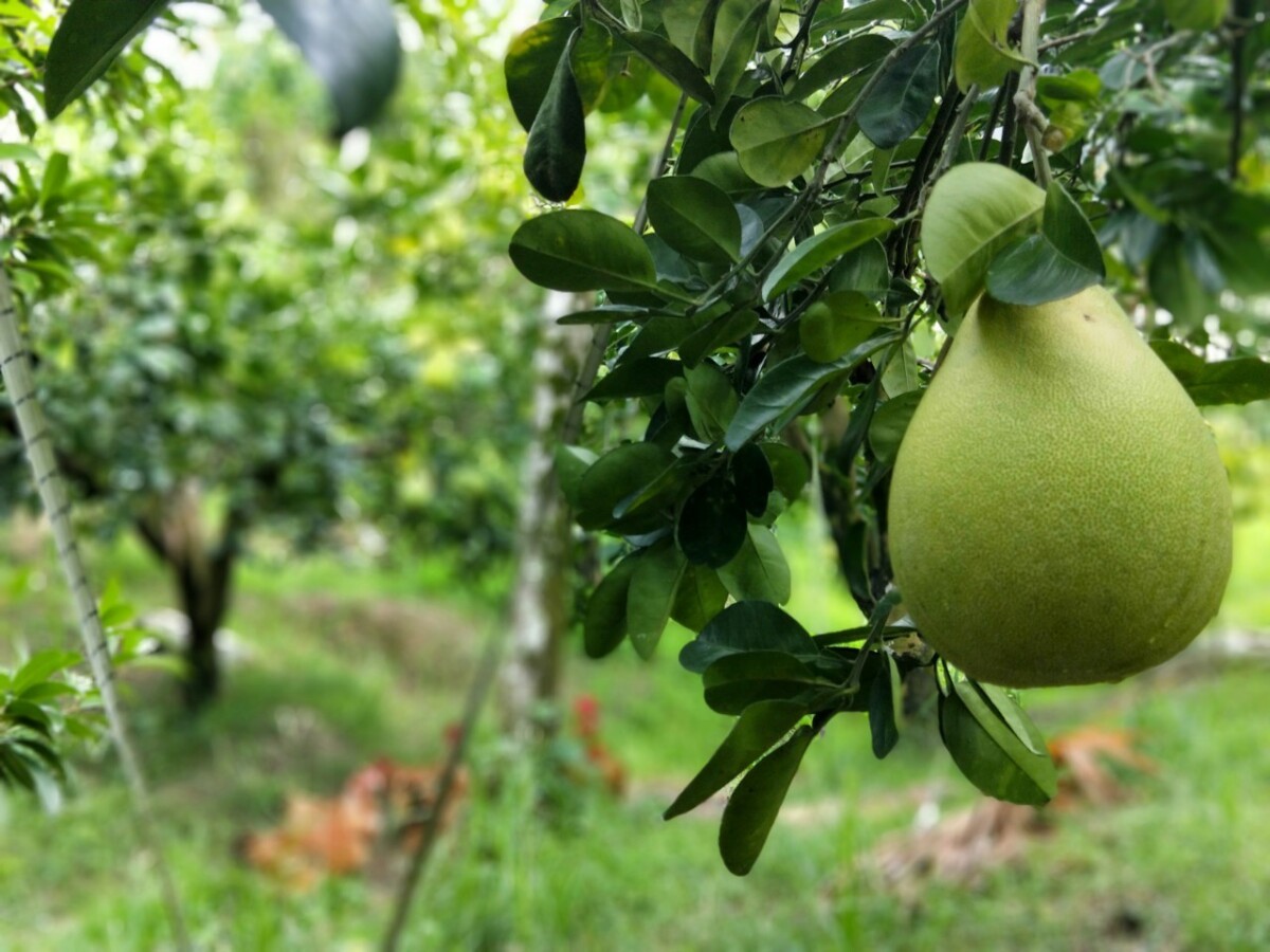 柚農堅持友善農法　扎勞馬耀果園再次通過檢驗合格