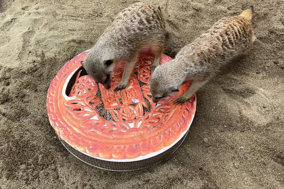 11cac32a596d0962710b95ce365a780e