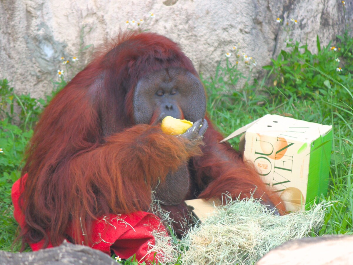 壽山動物園中秋「柚」見 動物秒變吃貨直播主 3658482d4cf0e68a78288d12ad847041