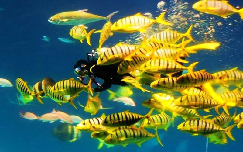 夜宿海底奇幻之旅 屏東海生館開放2026報名揪你與魚共眠 66f36240a4637774b897679eba342f14