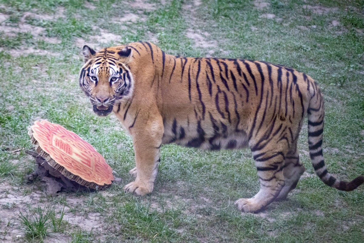 Eda30ca982691f1532d6a60ed9231886