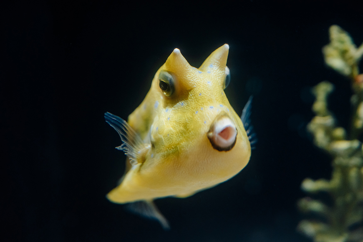 238bb1504aee0ced2ac909fae1edf75e