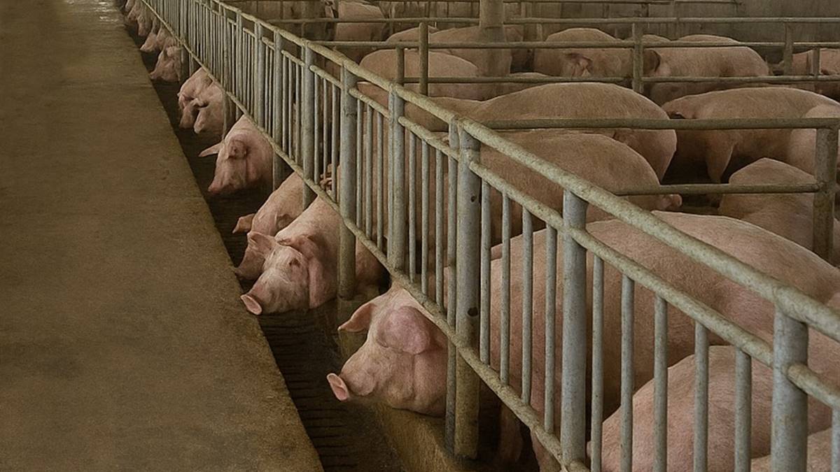 290286cd34380eabee30c22818e336df