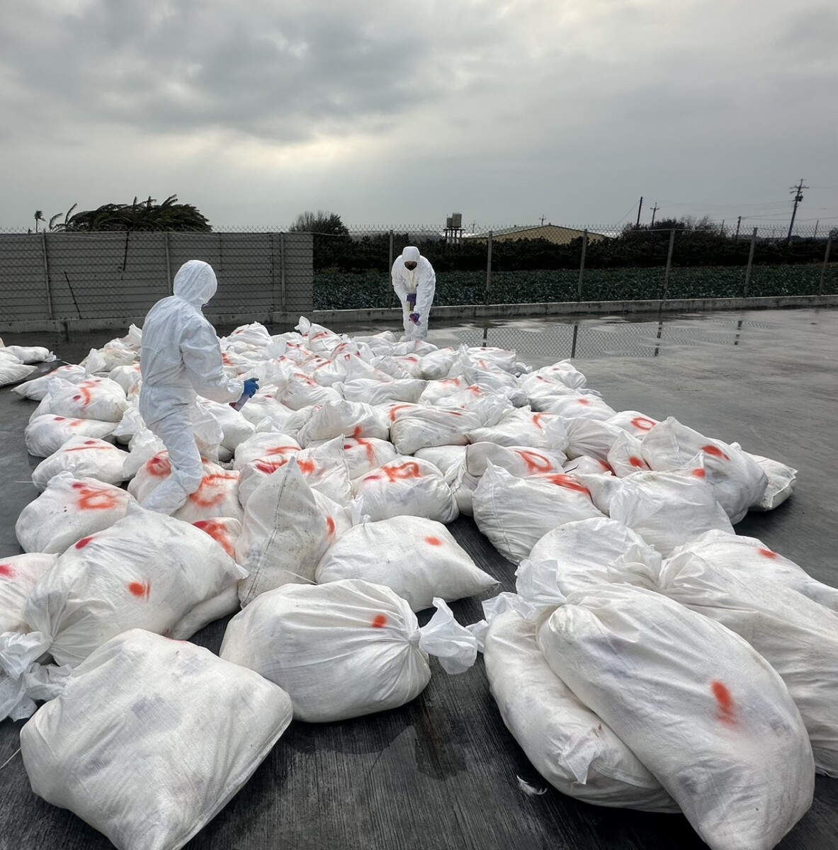 芳苑鄉1蛋雞場確診H5N1禽流感 撲殺2萬7347隻清場消毒1
