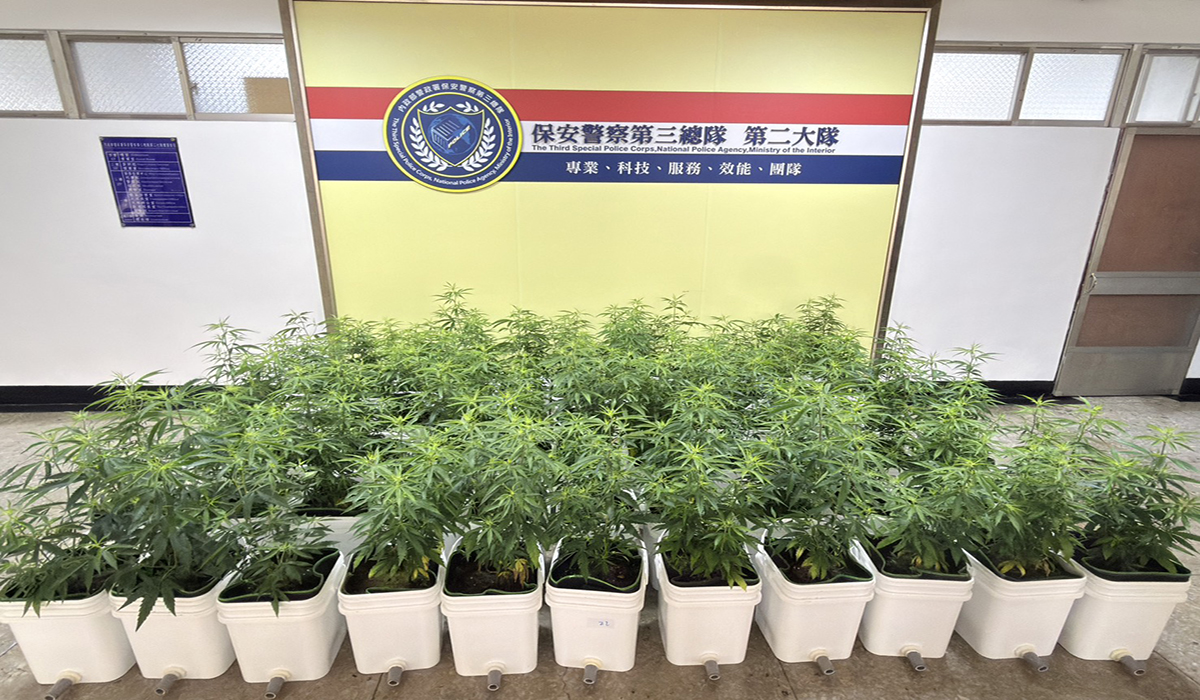 高科技培植讓大麻1株變67株　保三總隊破獲大麻工廠斷黑市毒源